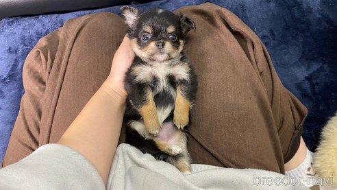 成約済の兵庫県のチワワ(ロングコート)-275312の3枚目